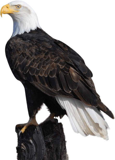 Eagle Png Black and White